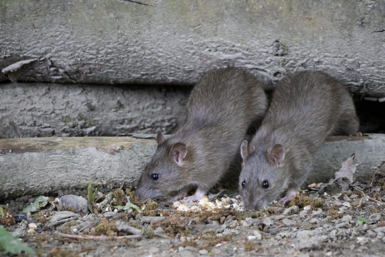 entreprise de dératisation à Lille deux rats ensembles Deratox