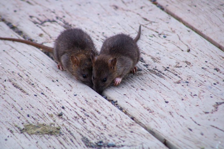 entreprise de dératisation Métropole Européenne de Lille Deratox