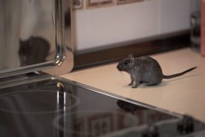 un rat dans une cuisine