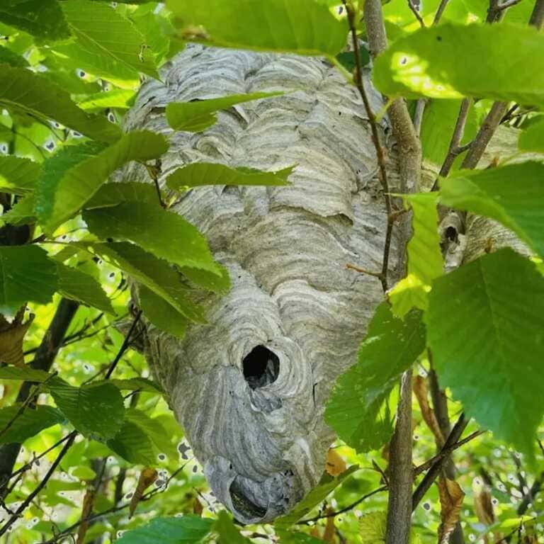nid de frelons asiatiques à Lille